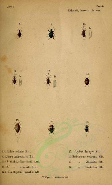 insects-00003 - calathus, amara, tachys, notaphus, agabus, hydroporus [2021x3333]
