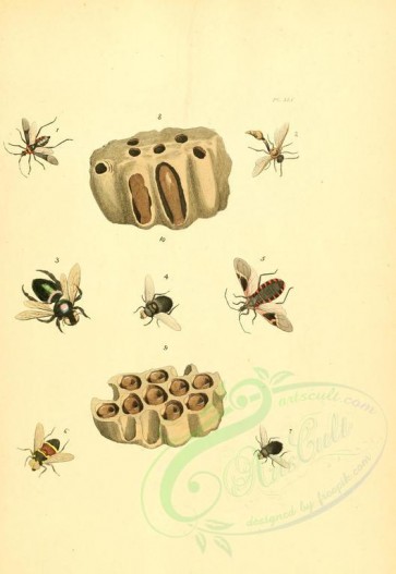 insects-01282 - v1-45-pelopaeus, leptoscelis, eumenes, centris, echinomyia, reduvius, conorhinus, eristalis [2223x3223]