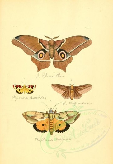 insects-01300 - v2-13-saturnia, dryocampa, egocera, triphaena [2223x3223]