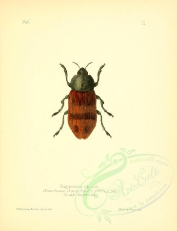 insects-01393 - 006-stigmodera [2329x3023]
