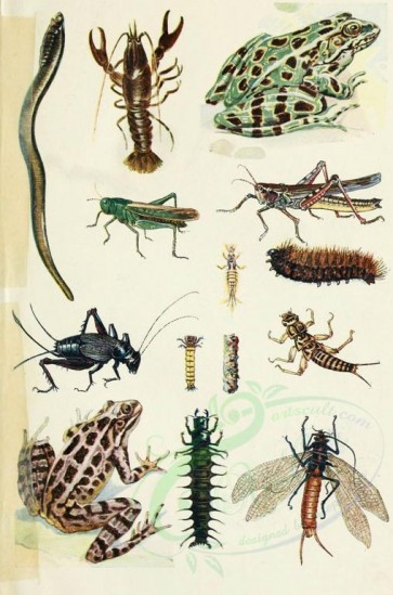 insects-01896 - 001-Crawfish, Common Red-legged Grasshopper, Brown Hairy Caterpillar,, nymph-creeper, Cricket, Caddis-creeper, Trout-hellgrammite creeper, Bass winged Hellgrammite [1888x2854]