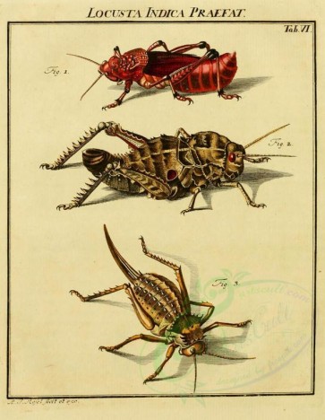 insects-02444 - 006-locusta, Grasshopper [1707x2197]