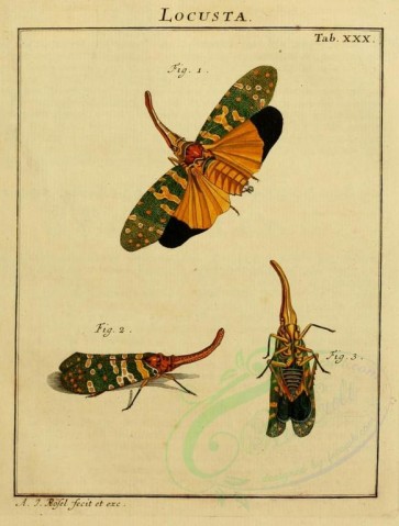insects-02467 - 029-locusta, Grasshopper [1643x2167]