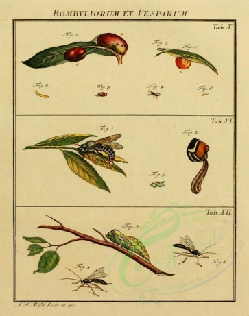 insects-02473 - 035-bombilius, bee flies [1689x2141]