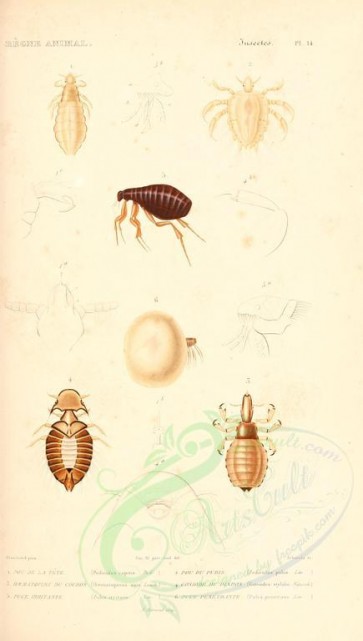 insects-04010 - 014-pediculus, haematopinus, goniodes, pulex [1720x3036]