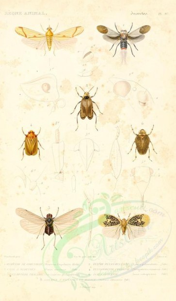 insects-04117 - 037-otiocerus, lystra, cixius, tettigometra, poeciloptera, issus, asiraca [1698x2900]
