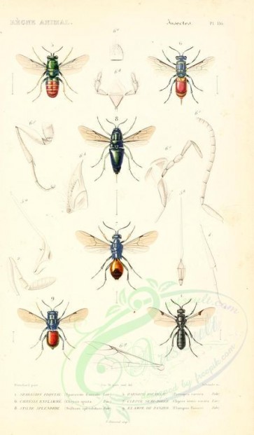 insects-04135 - 055-sparasion, parnopes, chrysis, cleptes, stilbum, elampus [1698x2900]