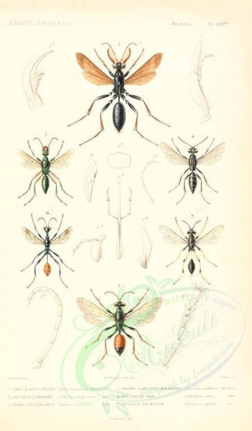 insects-04140 - 060-sphex, pronaeus, chlorion, dolichurus, podium, pelopaeus [1698x2900]