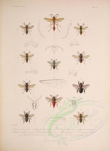insects-04724 - eumenes, odynerus, andrena, megachile, xylocopa, caelioxis [4430x6061]