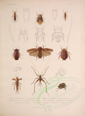 insects-04725 - forficula, blatta, phalangopsis, hymenotes, gryllotalpa [4430x6061]