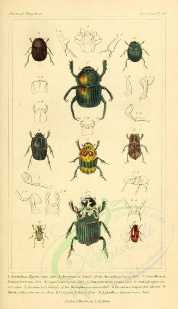 insects-04896 - 019-ateuchus, circellium, coprobius, eurysternus, ontophagus, phaneus, copris, aphodius [1831x3174]