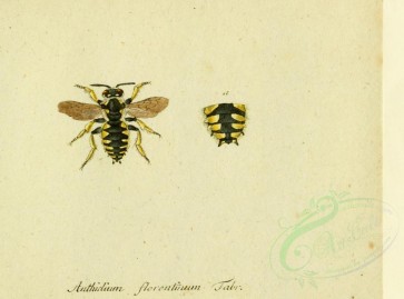 insects-09404 - anthidium, 067 [2280x1689]
