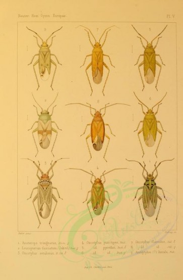 insects-09945 - 034-anoterops, leucopterum, oncotylus, amblytylus [1696x2596]