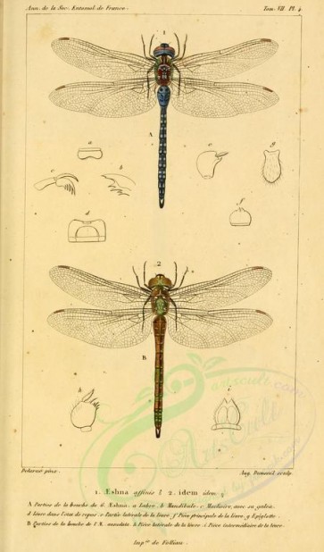 insects-09950 - 039-aeshna [1796x3052]