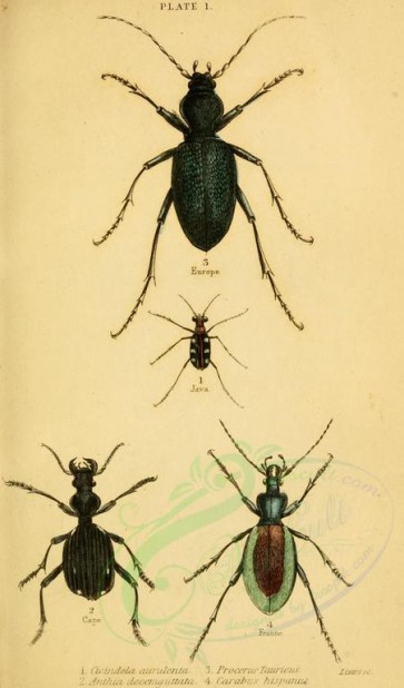 insects-10150 - 031-cicindela, procerus, anthia, carabus [1816x3088]