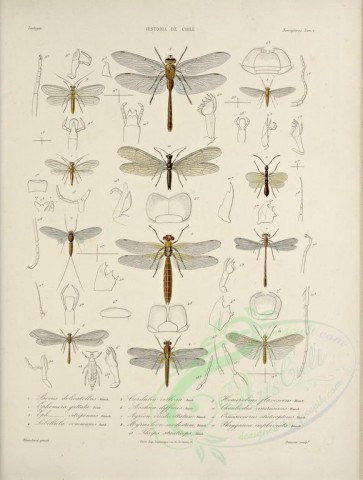 insects-10351 - 232-psocus, ephemera, libellula, cordulia, aeschna, agrion, myrmeleon, thrips, hemerobius, chauliodes, ormiscocerus, phryganea [2118x2798]