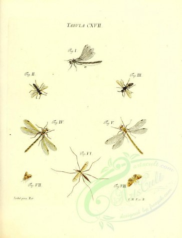 insects-11620 - 017-libellula, vespa, tipula, phalaena [2968x3882]