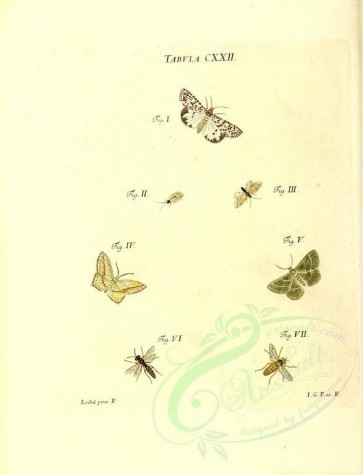 insects-11625 - 022-phalaena, phryganea, vespa [2968x3882]