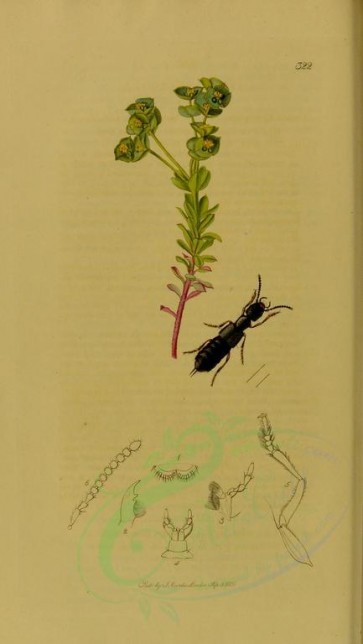 insects-11814 - 111-cafius [1867x3307]