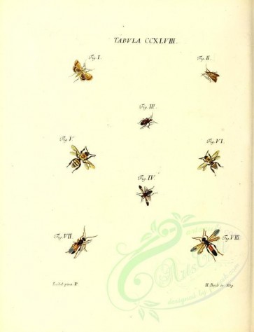 insects-11881 - 048-phalaena, cimex, apis, tenthredo [2970x3877]