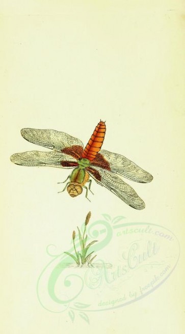 insects-11937 - 005-libellula [1742x3146]
