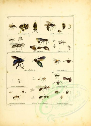 insects-12873 - 201-leucospis, bembex, vespa, hylaeus, apis, formica, mutilla, oniscus [2949x4087]