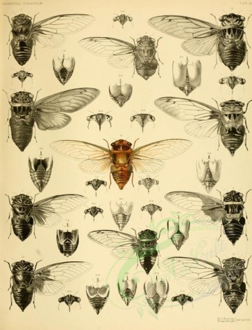 insects-13521 - 011-cryptotympana [2576x3369]