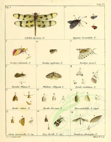 insects-13585 - libellula, zygaena, bombyx, hepialus, phalaena, pyralis, tinea, alucita, tinea, pterophorus [2391x3055]