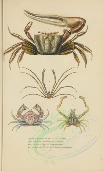 insects-13605 - 001-mursia, gelasimus, eurynome, stenorhynchus [2929x4812]