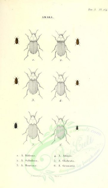 insects-13732 - 034-amara [1958x3404]