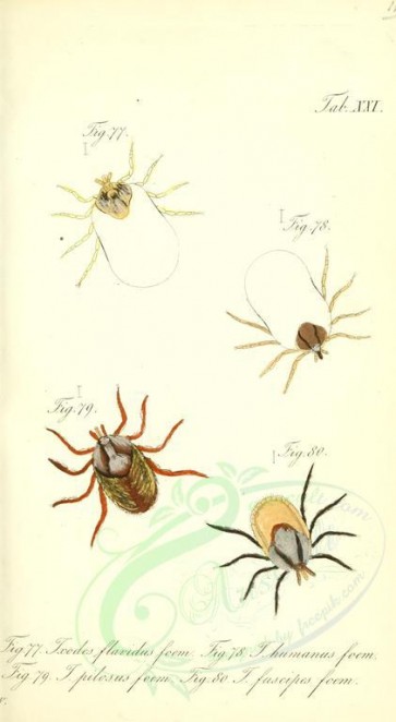 insects-13865 - 020-ixodes [2082x3797]