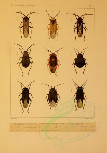 insects-13889 - orthocephalus, strongylocoris [1895x2699]