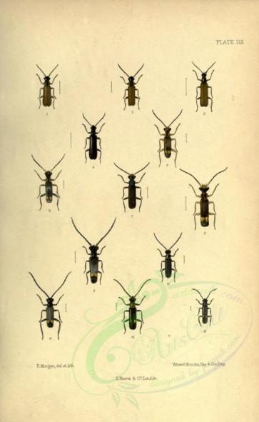 insects-14569 - rhagonycha, malthinus, malthodes [2356x3830]