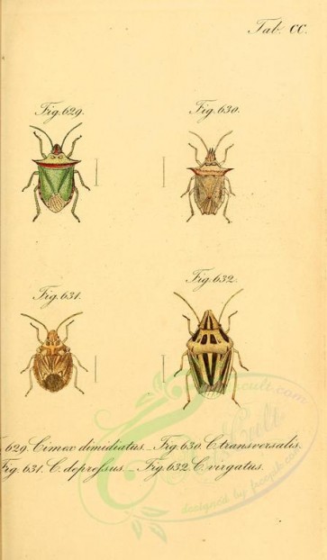 insects-14831 - 058-cimex [1803x3088]