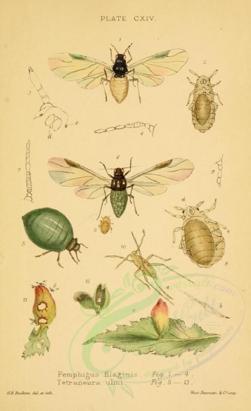 insects-16312 - 028-pemphigus, tetraneura [1920x3141]