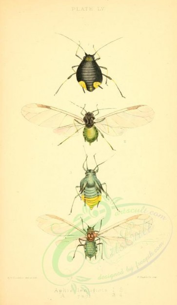 insects-16330 - 018-aphis [1848x3169]