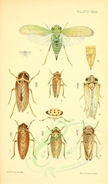 insects-16411 - 029-pediopsis [1838x3133]