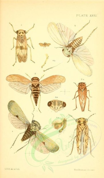 insects-16417 - 035-idiocerus [1838x3133]