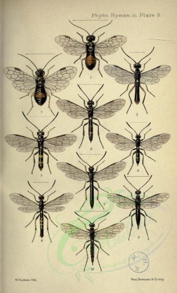 insects-16433 - pamphilius, cephus, janus [2448x4040]