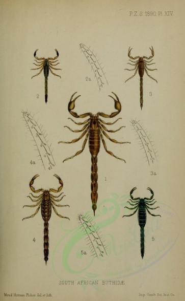 insects-16515 - rhoptrurus, lepreus, uroplectes [1765x2857]