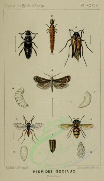insects-16739 - quedius, rhipiphorus, tryphon, melissoblaptes, volucella [1247x2177]