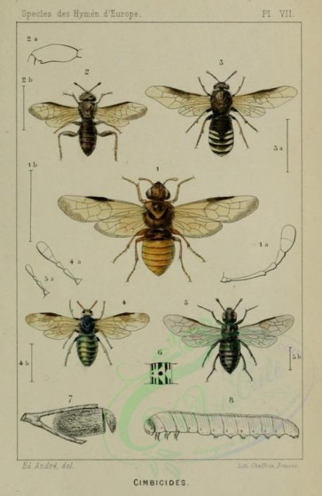 insects-16750 - cimbex, trichiosoma, clavellaria, abia, amasis [1333x2051]