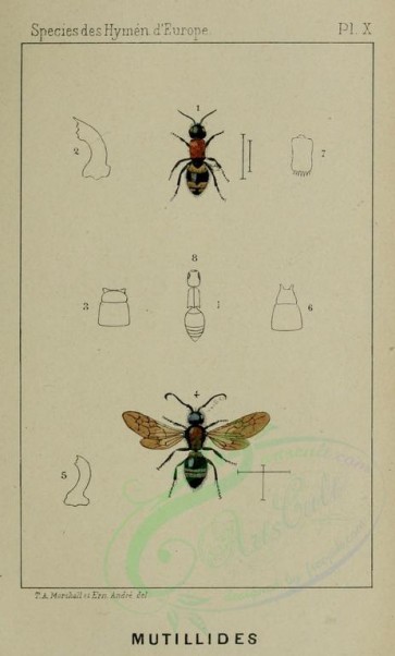 insects-16788 - 010-nanomutilla, mutilla [1363x2258]