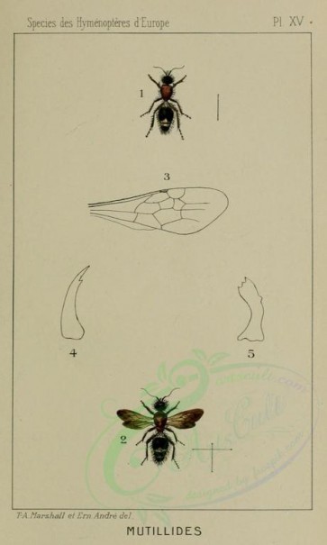 insects-16793 - 015-stenomutilla [1308x2178]