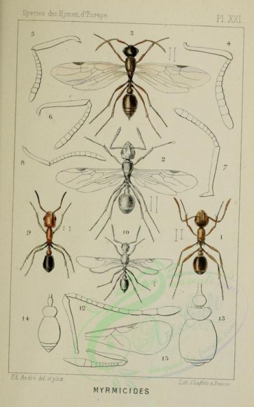 insects-16807 - 021-myrmica, cardiocondyla [1801x2877]