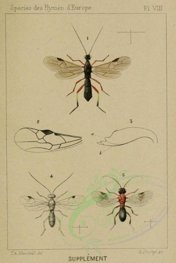 insects-16819 - 008-rhogas, chelonus [1280x1907]