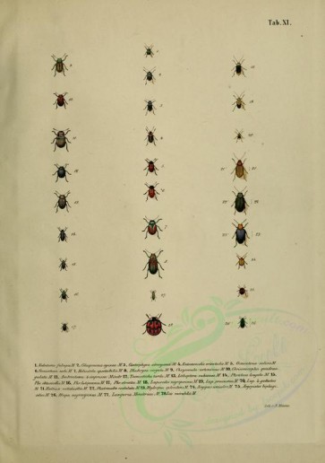 insects-16833 - nodostoma, colasposoma, gastrophysa, entomoscelis, gonioctena, heliostola, dlochrysa, chrisomorpha, ambrostoma, lithoptera, phratora, luperodes, haltica, plectroscelis [2384x3389]