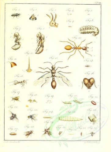 insects-16867 - taenia [2356x3201]