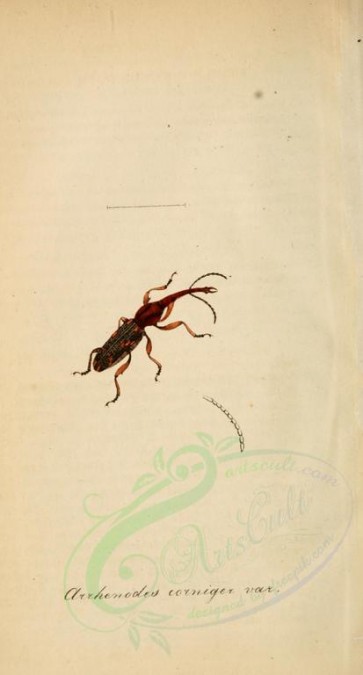 insects-17024 - 005-arrhenodes [1845x3430]