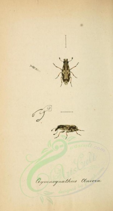 insects-17080 - 061-gymnognathus [1845x3430]